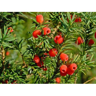 Cis pospolity Taxus baccata 2