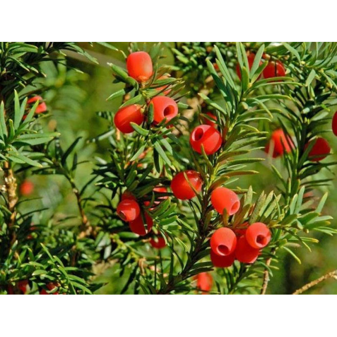 Taxus baccata Cis pospolity