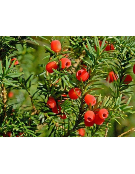Taxus baccata Cis pospolity