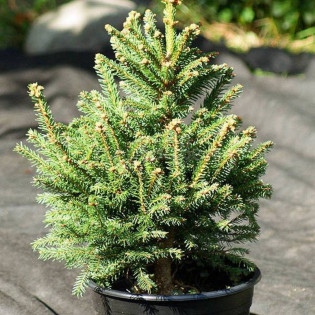 Swierk pospolity Barryi Picea abies