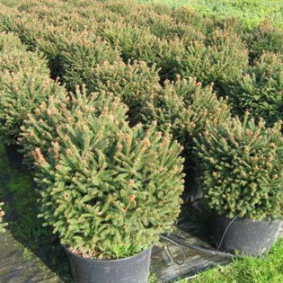 Swierk pospolity Barryi Picea abies 2