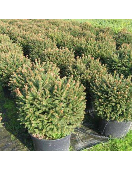 Barryi Picea abies Swierk pospolity