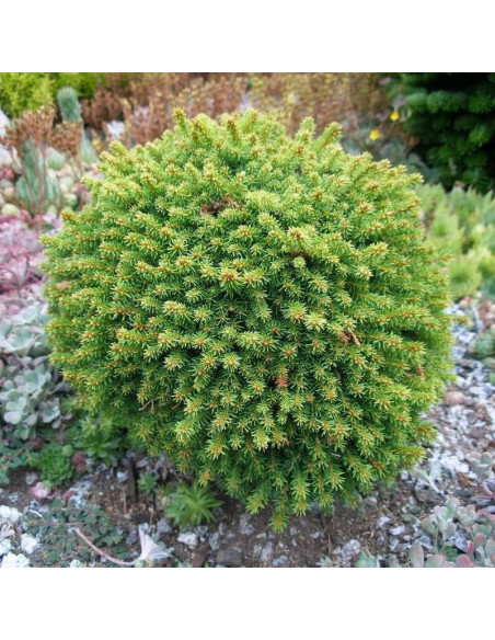 Swierk pospolity Barryi Picea abies - Szkółka Florela