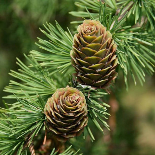 Modrzew eurojapoński Larix marschlinsii