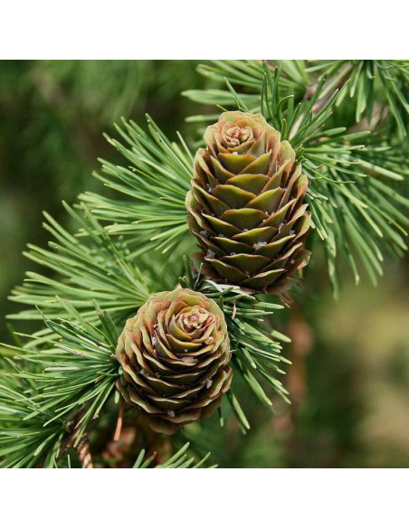 Modrzew eurojapoński Larix marschlinsii