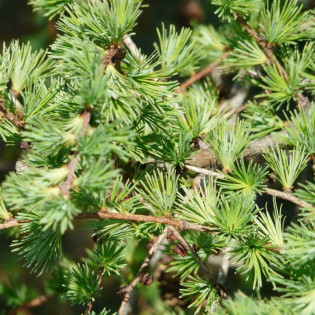 Modrzew eurojapoński Larix marschlinsii 2