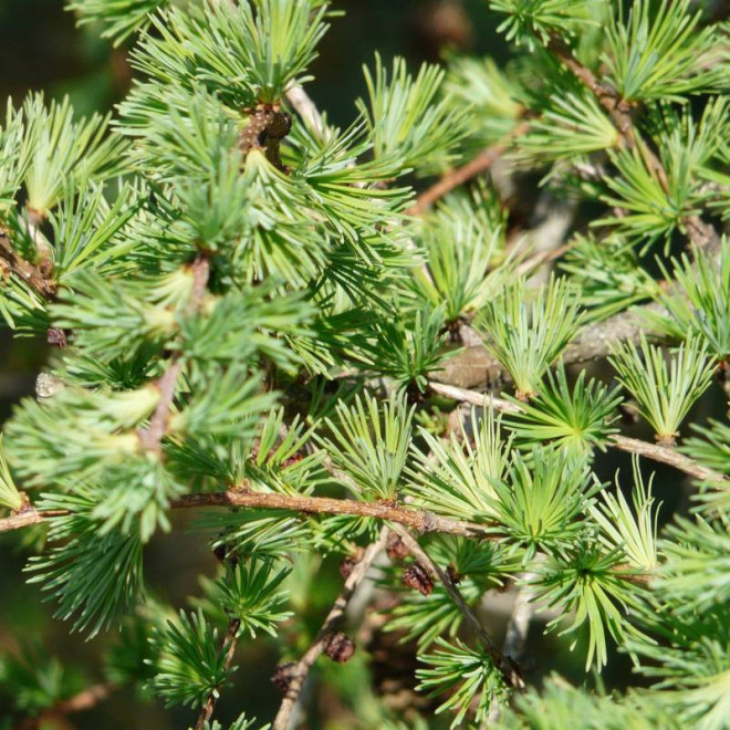 Larix marschlinsii Modrzew eurojapoński