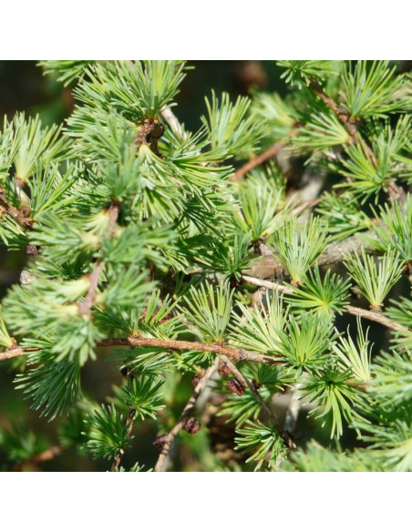 Larix marschlinsii Modrzew eurojapoński