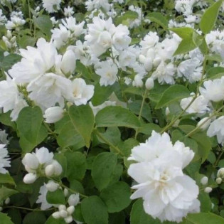 Jaśminowiec Schneesturm Philadelphus