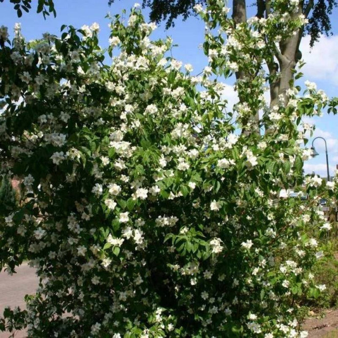 Schneesturm Philadelphus Jaśminowiec