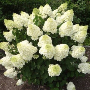 Hortensja bukietowa Silver Dollar Hydrangea paniculata 2