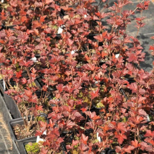 Pęcherznica kalinolistna Schuch Physocarpus opulifolius