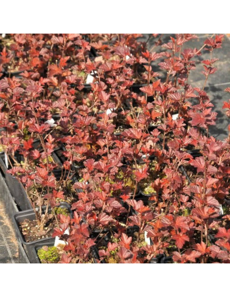 Pęcherznica kalinolistna Schuch Physocarpus opulifolius