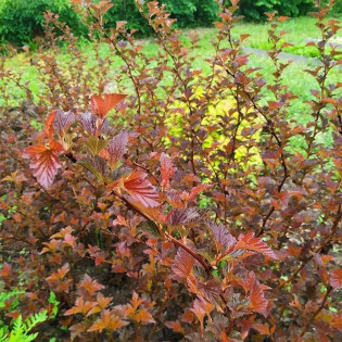 Pęcherznica kalinolistna Schuch Physocarpus opulifolius 2