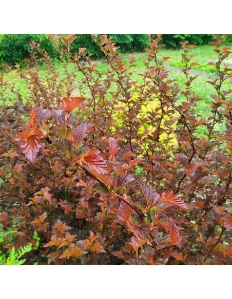 Schuch Physocarpus opulifolius Pęcherznica kalinolistna