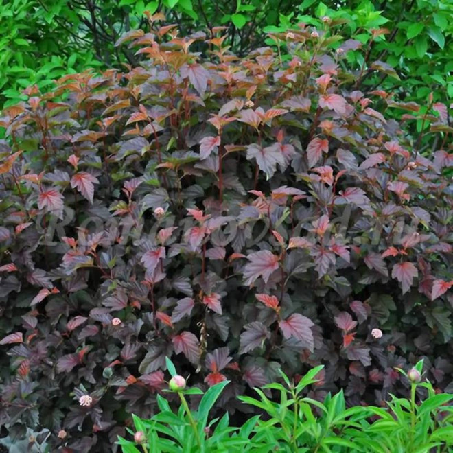 Pęcherznica kalinolistna Schuch Physocarpus opulifolius - Florela