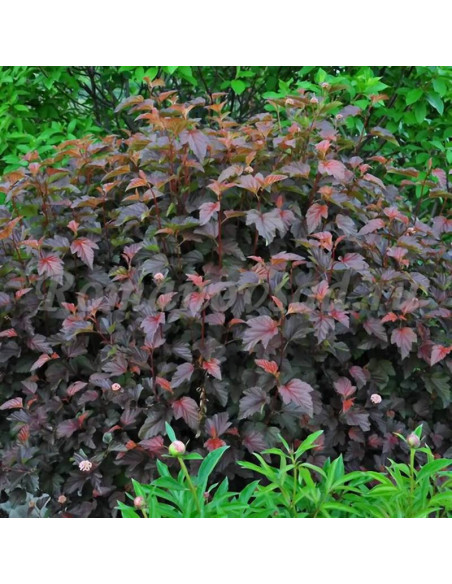 Pęcherznica kalinolistna Schuch Physocarpus opulifolius - Florela