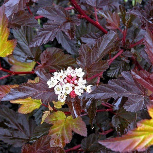 Pęcherznica kalinolistna Zdechovice Physocarpus opulifolius