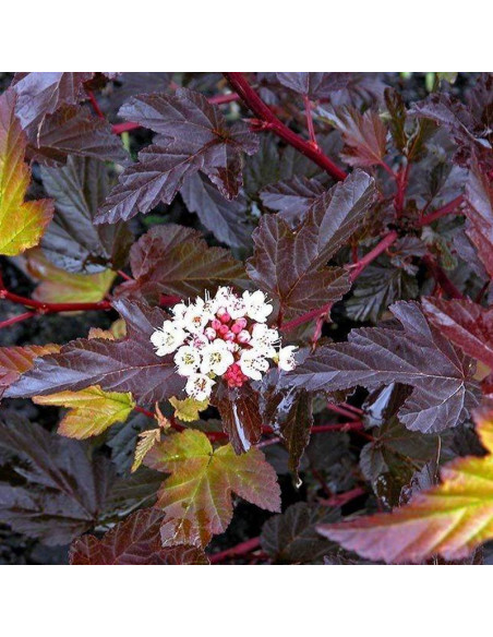 Pęcherznica kalinolistna Zdechovice Physocarpus opulifolius