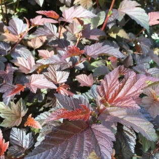 Pęcherznica kalinolistna Zdechovice Physocarpus opulifolius 2