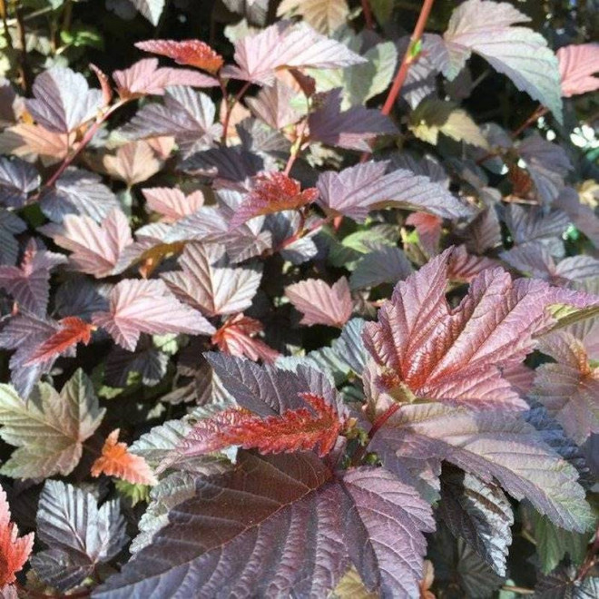 Zdechovice Physocarpus opulifolius Pęcherznica kalinolistna