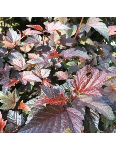 Zdechovice Physocarpus opulifolius Pęcherznica kalinolistna