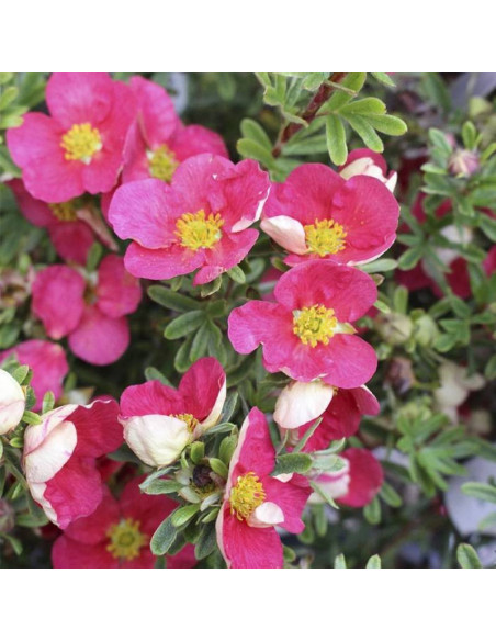 BELLISSIMA Hachliss PBR Potentilla fruticosa Pięciornik krzewiasty