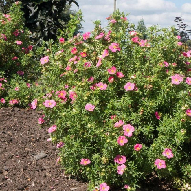 Pięciornik krzewiasty BELLISSIMA Hachliss PBR Potentilla fruticosa