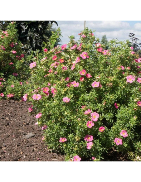 Pięciornik krzewiasty BELLISSIMA Hachliss PBR Potentilla fruticosa
