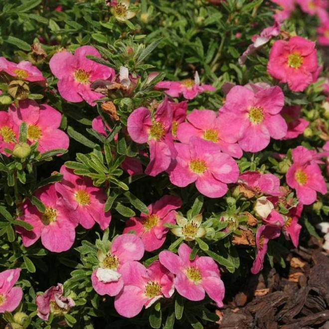 Pięciornik krzewiasty BELLISSIMA Hachliss PBR  - Szkółka Florela