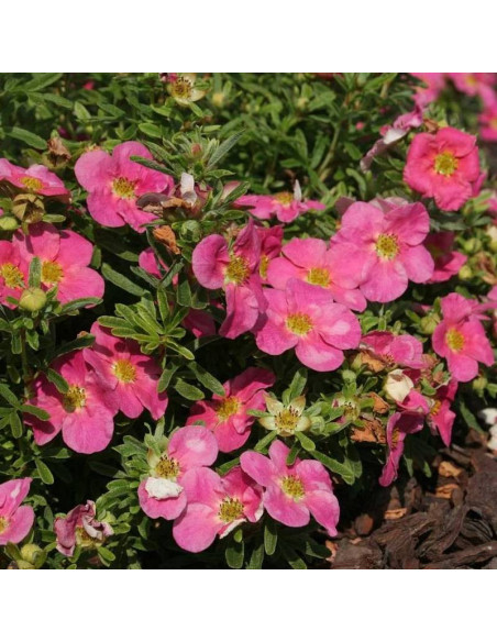 Pięciornik krzewiasty BELLISSIMA Hachliss PBR  - Szkółka Florela