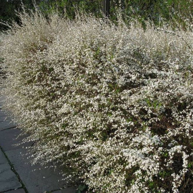 Ogon Spiraea thunbergii Tawuła Thunberga