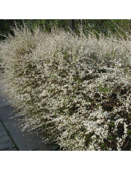 Ogon Spiraea thunbergii Tawuła Thunberga