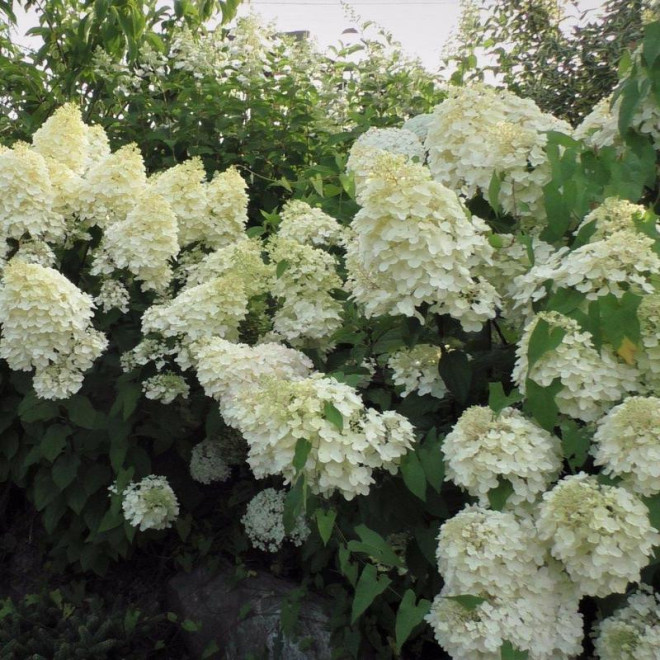 Hortensja bukietowa Silver Dollar Hydrangea paniculata