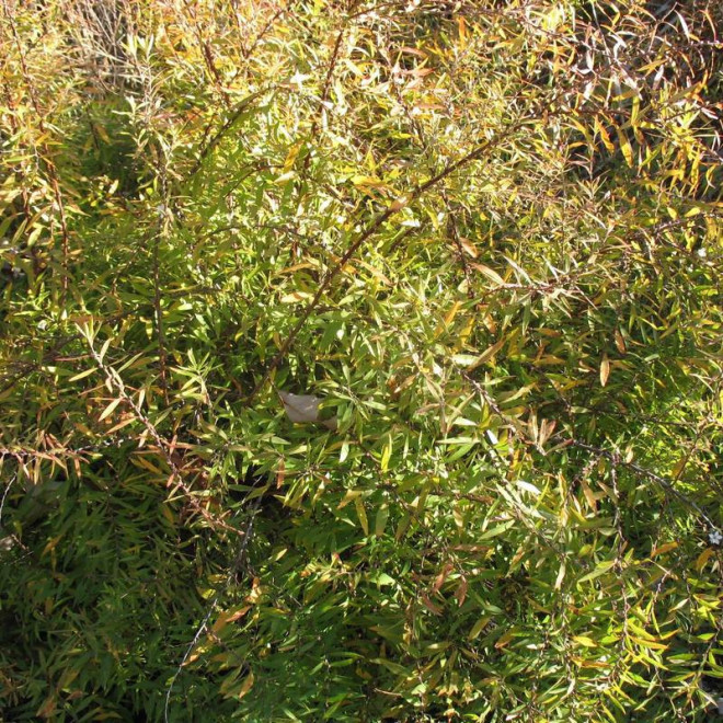 Tawuła Thunberga Spiraea thunbergii Ogon