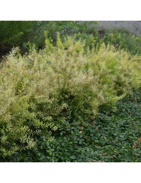 Spiraea thunbergii Tawuła Thunberga Ogon