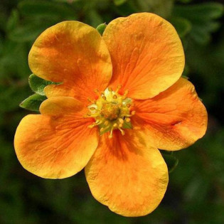 Pięciornik krzewiasty Orange Star Potentilla fruticosa
