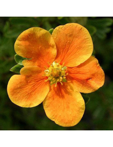 Pięciornik krzewiasty Orange Star Potentilla fruticosa