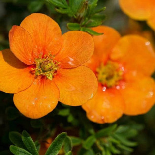 Pięciornik krzewiasty Orange Star Potentilla fruticosa 2
