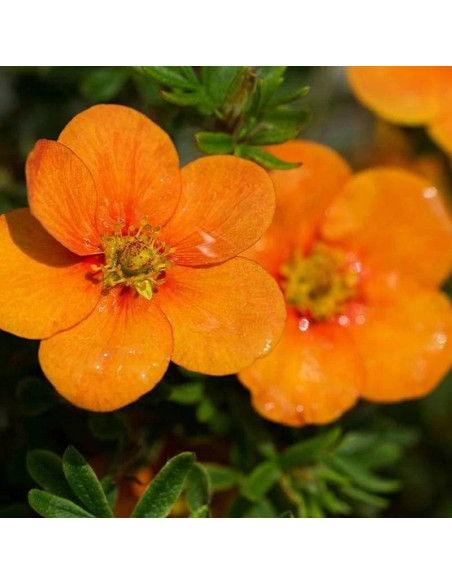 Orange Star Potentilla fruticosa Pięciornik krzewiasty