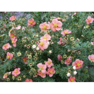 Pretty Polly Potentilla fruticosa Pięciornik krzewiasty 2