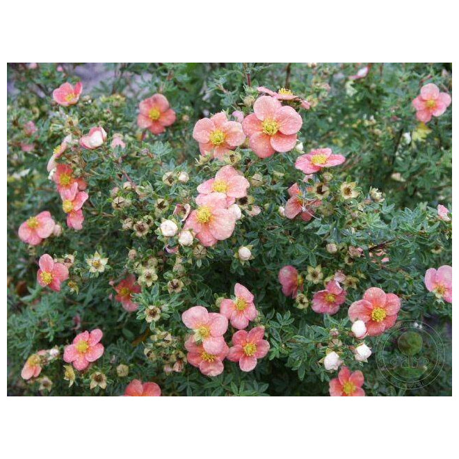 Pięciornik krzewiasty Pretty Polly Potentilla fruticosa