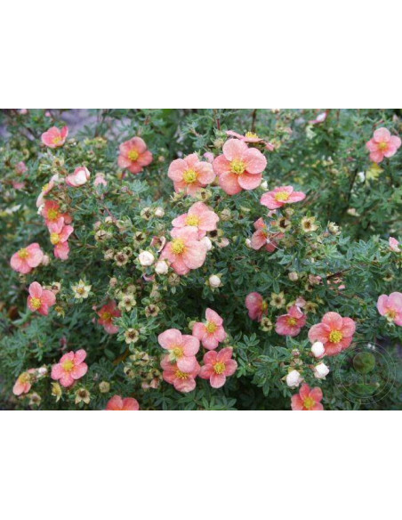 Pięciornik krzewiasty Pretty Polly Potentilla fruticosa