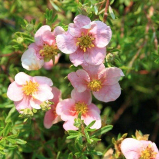 Pretty Polly Potentilla fruticosa Pięciornik krzewiasty