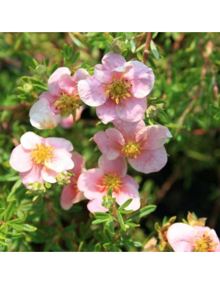 Pretty Polly Potentilla fruticosa Pięciornik krzewiasty