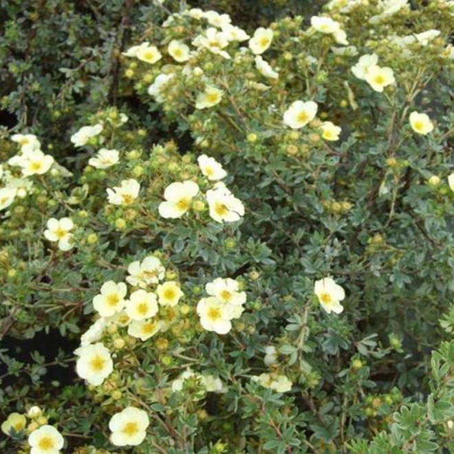 Pięciornik krzewiasty Primrose Beauty Potentilla fruticosa