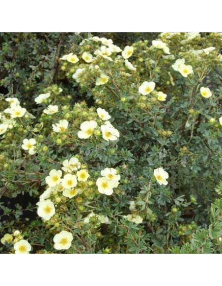 Pięciornik krzewiasty Primrose Beauty Potentilla fruticosa