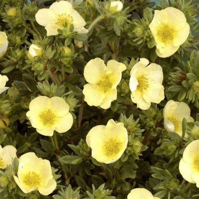 Primrose Beauty Potentilla fruticosa Pięciornik krzewiasty
