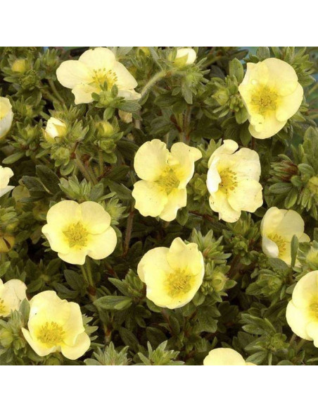 Primrose Beauty Potentilla fruticosa Pięciornik krzewiasty