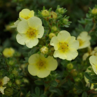 Pięciornik krzewiasty Potentilla fruticosa Primrose Beauty
